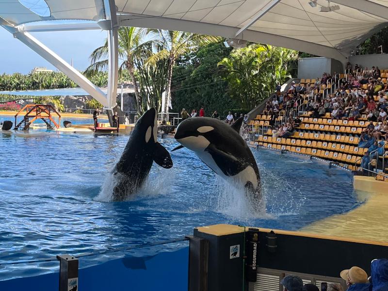 Loro Parque: Nádherná ZOO a především kosatky